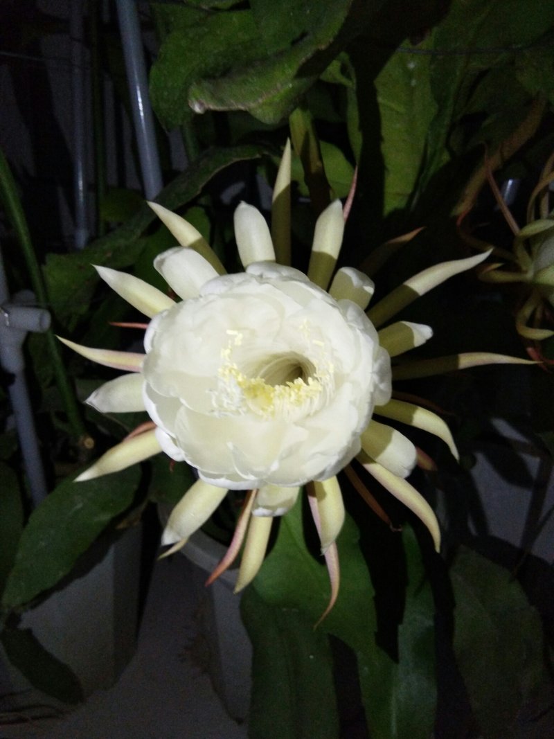昙花