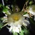 昙花