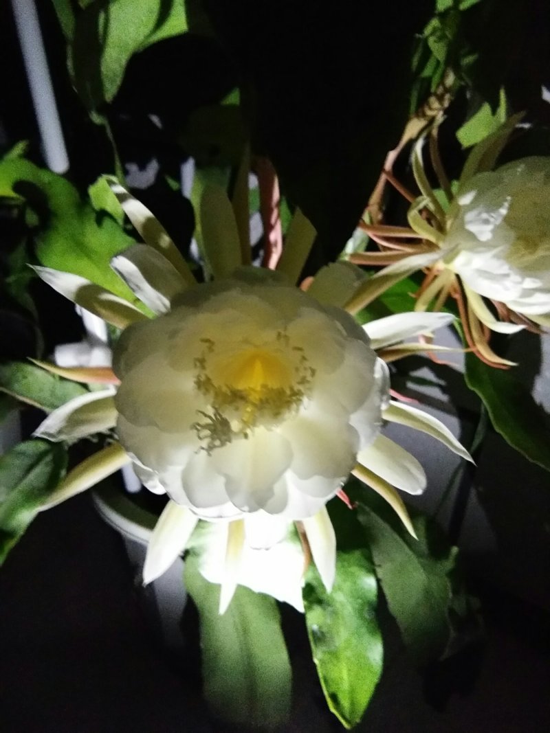昙花