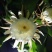 昙花