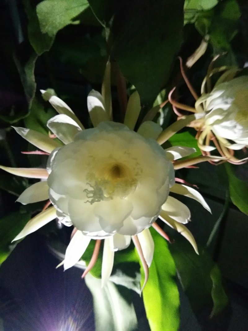 昙花