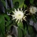 昙花
