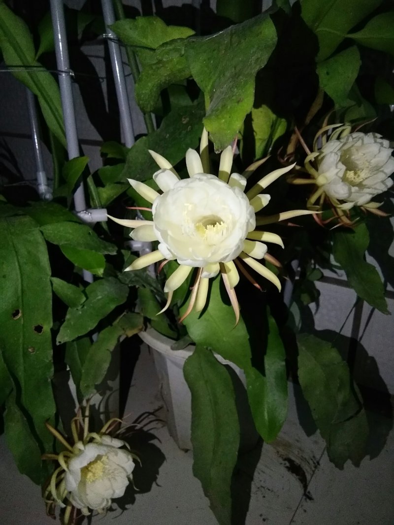 昙花