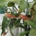 昙花