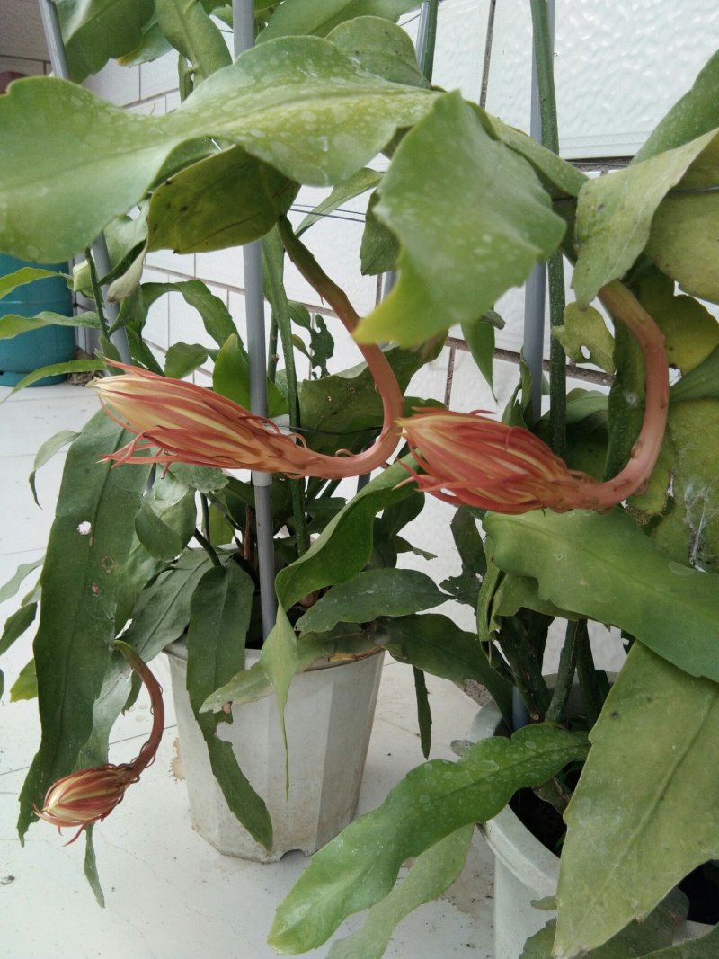 昙花
