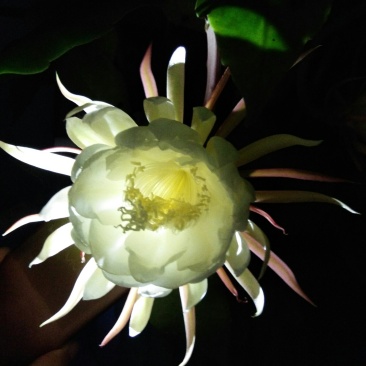 昙花
