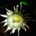 昙花
