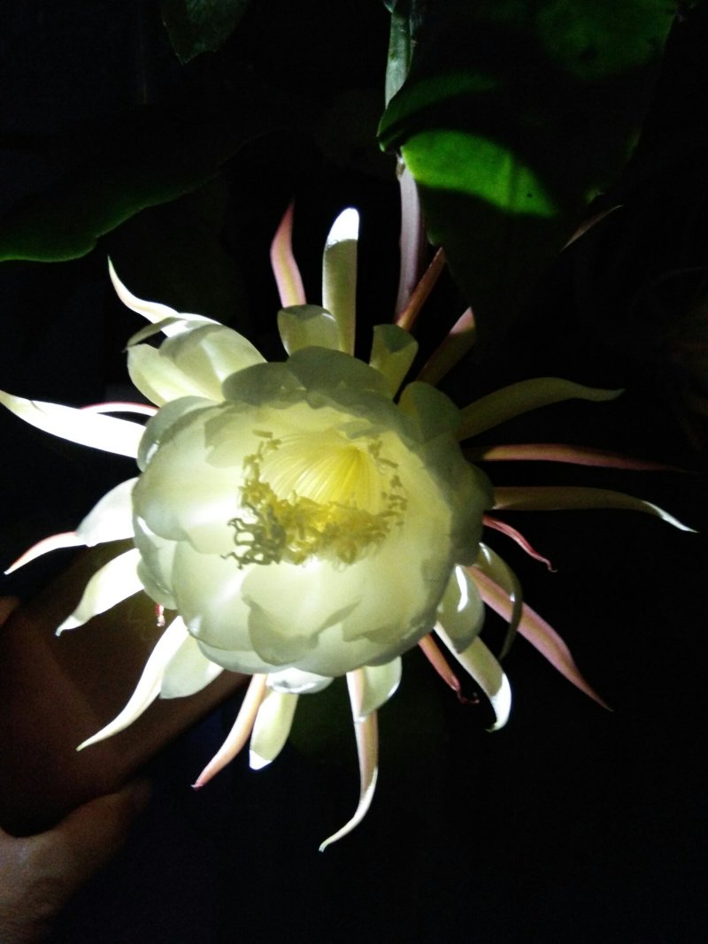 昙花