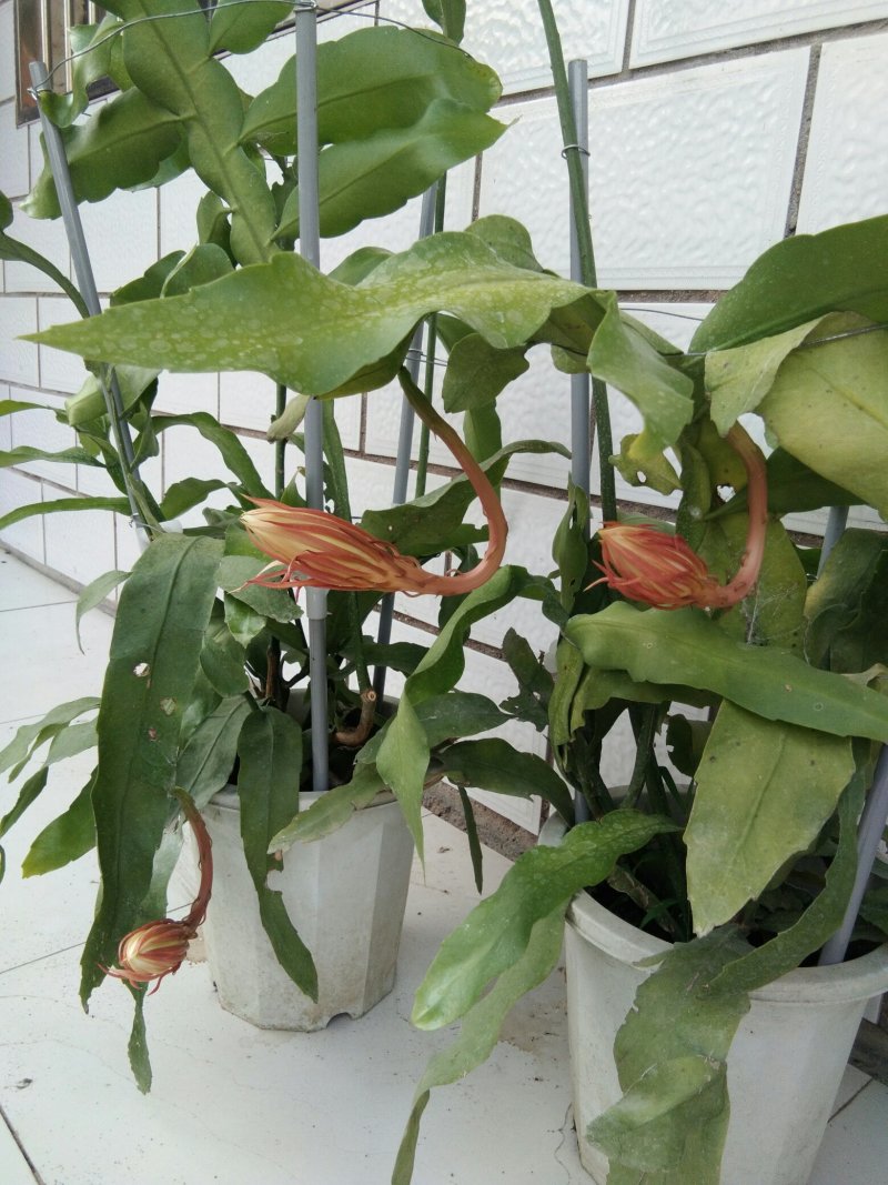 昙花
