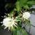 昙花