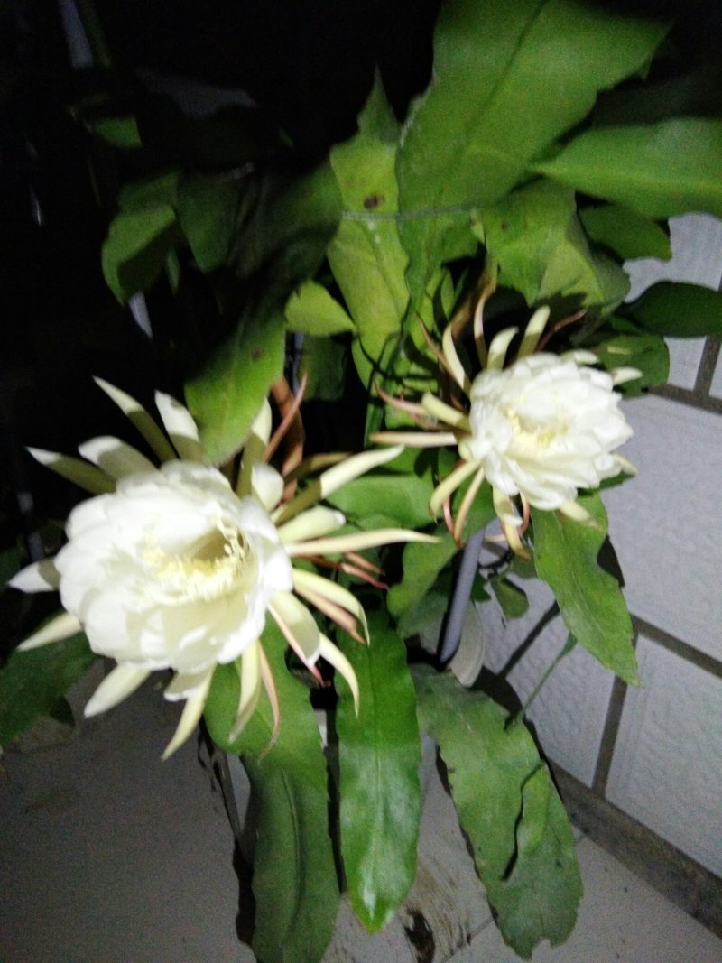 昙花