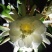 昙花