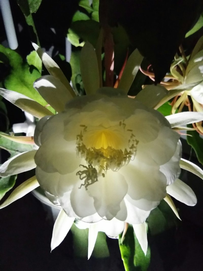 昙花