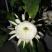 昙花