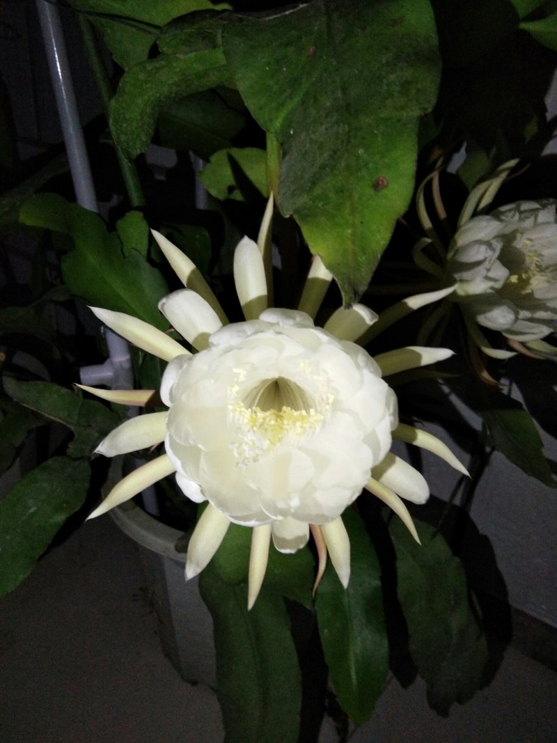 昙花