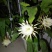 昙花