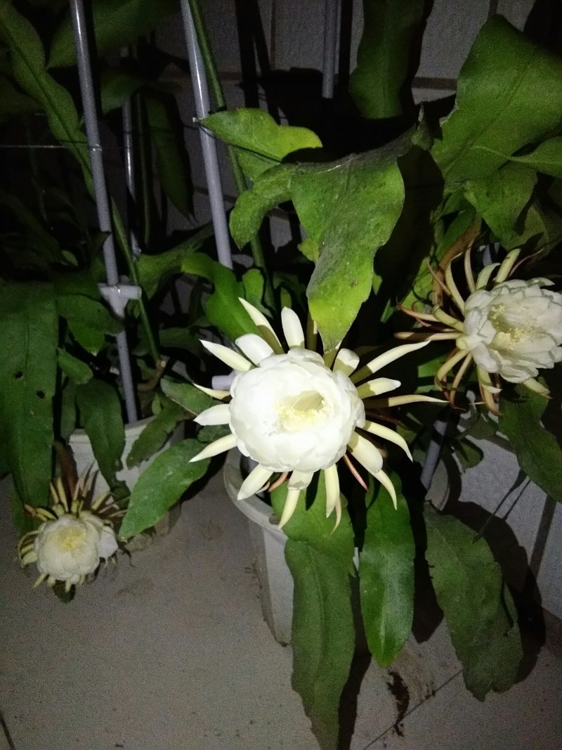 昙花