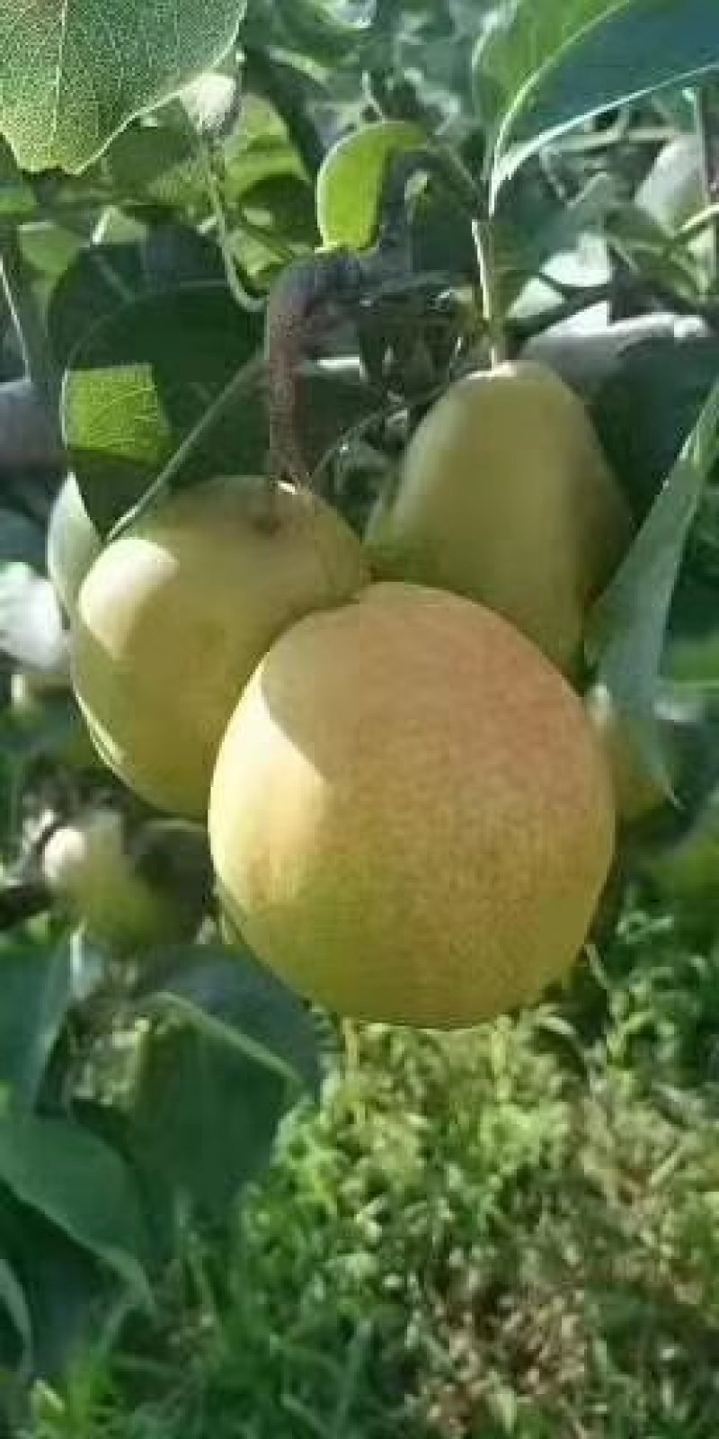 【陕西】红香酥梨，口感脆甜，果肉细腻，质量保证，欢迎订购