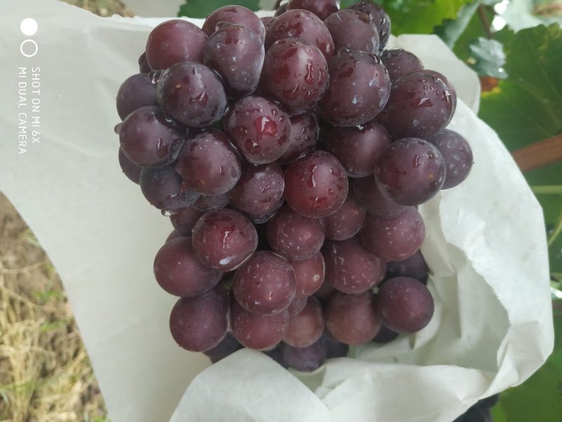 户太葡萄