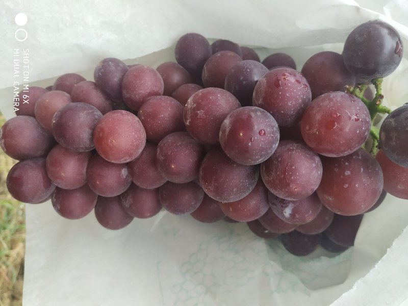 户太葡萄
