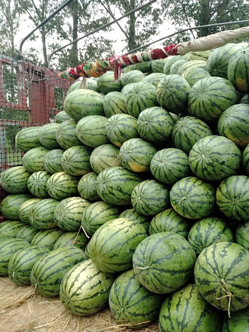 好瓜上市