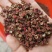 【精品】大红袍花椒颜色红，颗粒大保质保量量大从优