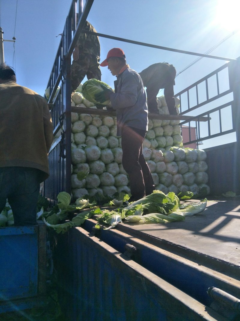 黄心白菜基地马上大量上市口感好需要的客商考察合作