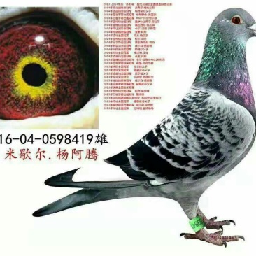 中国信鸽（种鸽,幼鸽）