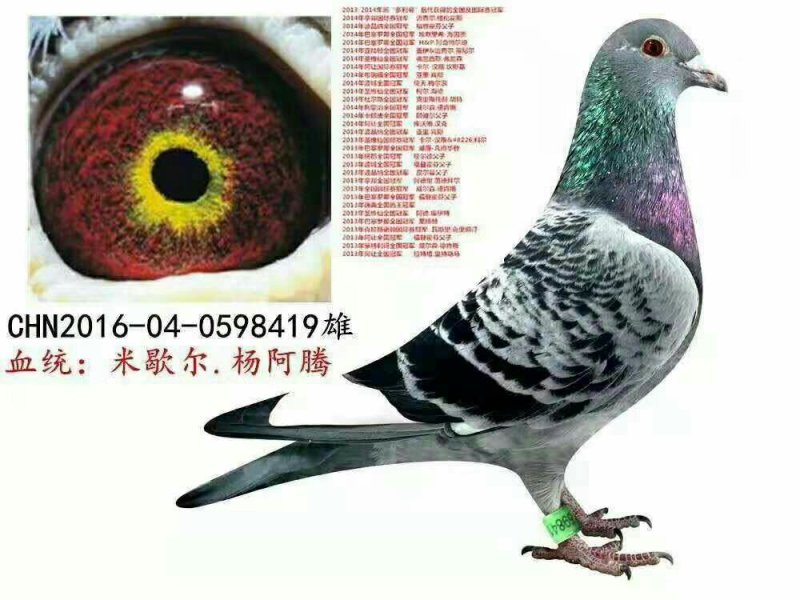 中国信鸽（种鸽,幼鸽）