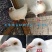 中国信鸽（种鸽,幼鸽）