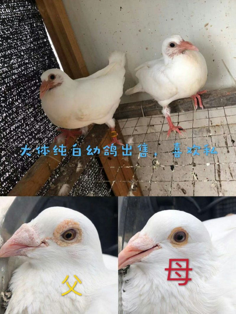 中国信鸽（种鸽,幼鸽）