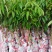 桂味.白糖罂.妃子笑.无核茘枝苗
