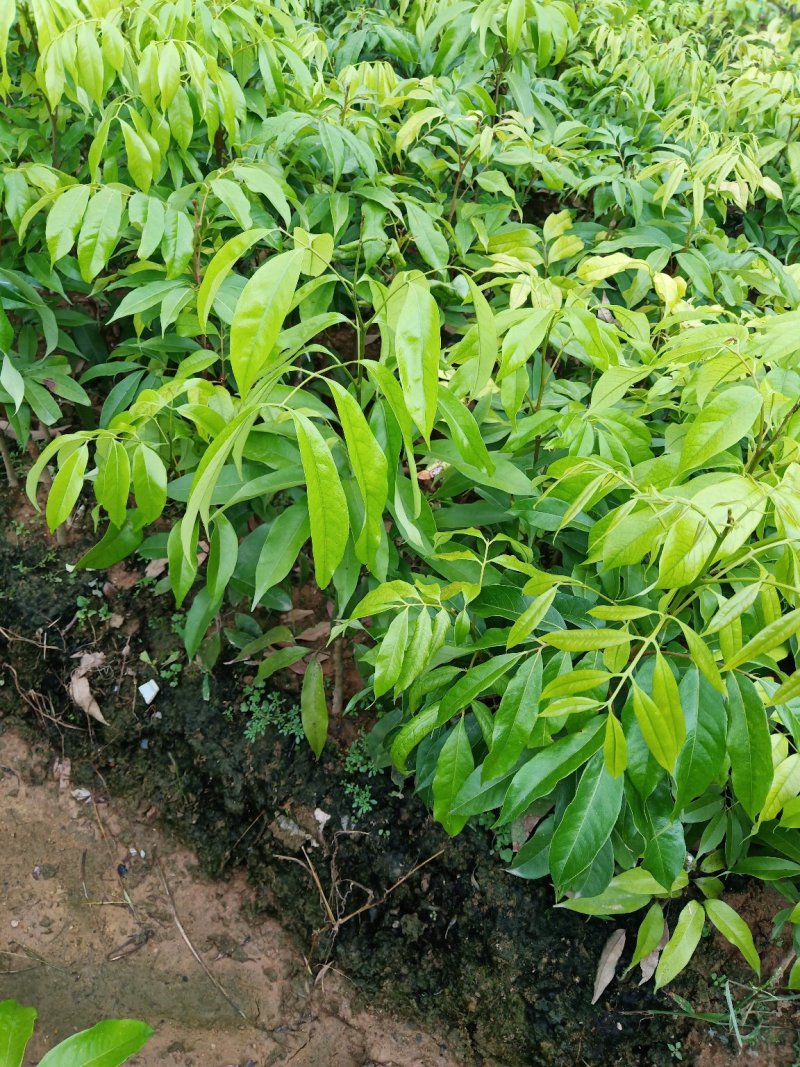 桂味.白糖罂.妃子笑.无核茘枝苗