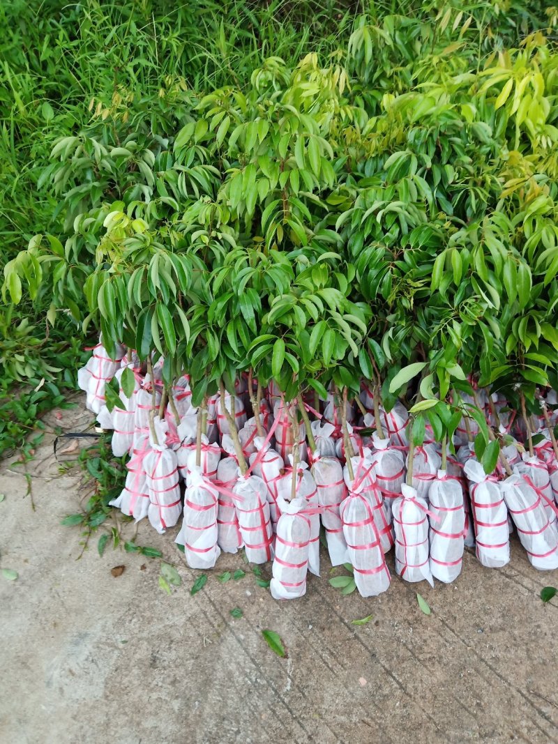 桂味.白糖罂.妃子笑.无核茘枝苗
