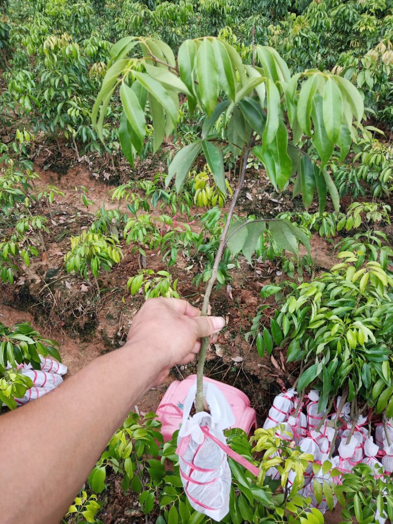 桂味.白糖罂.妃子笑.无核茘枝苗