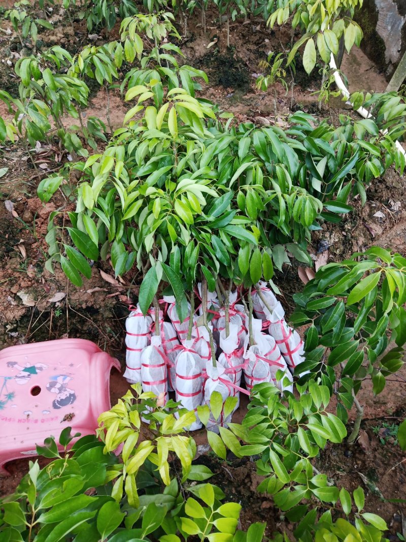 桂味.白糖罂.妃子笑.无核茘枝苗