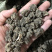 【猫爪草】猫爪草大颗粒量大从优选物美价廉