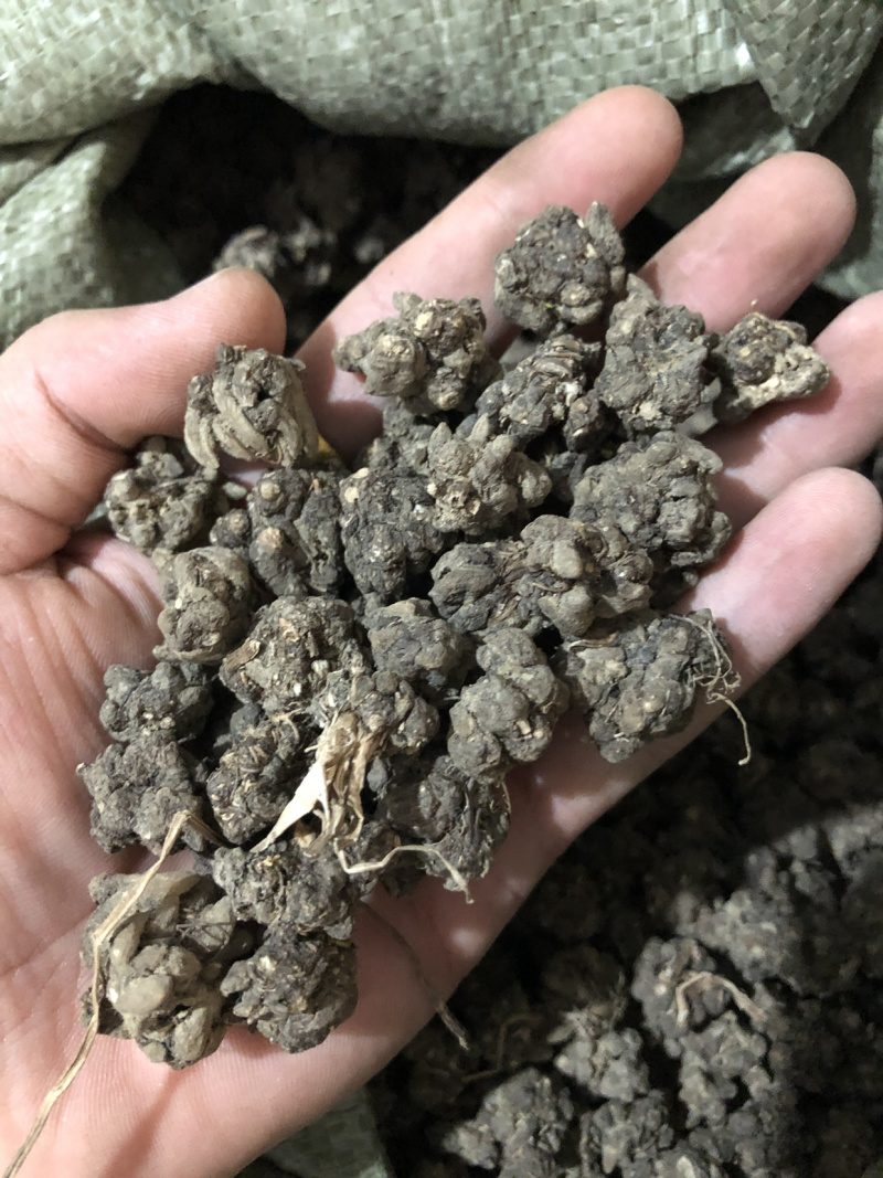 【猫爪草】猫爪草大颗粒量大从优选物美价廉
