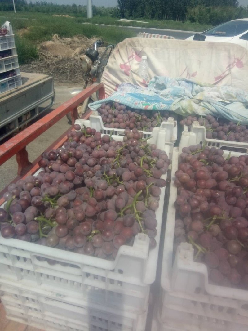 巨峰葡萄，大量供应，质优价廉，欢迎采购