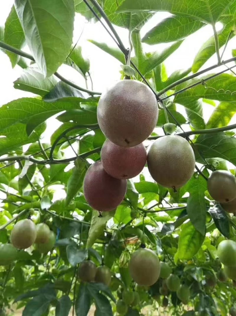 广西桂林高山百香果甜蜜多汁，规格60～70克，一件代发