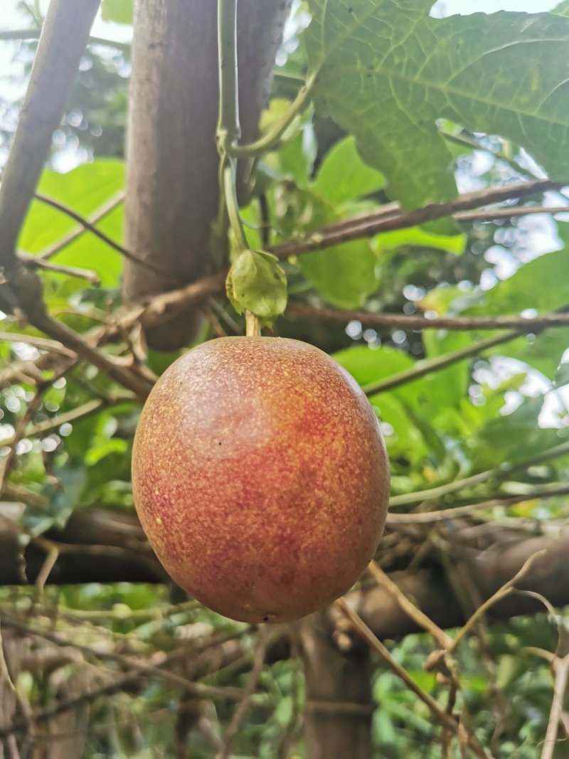 广西桂林高山百香果甜蜜多汁，规格60～70克，一件代发