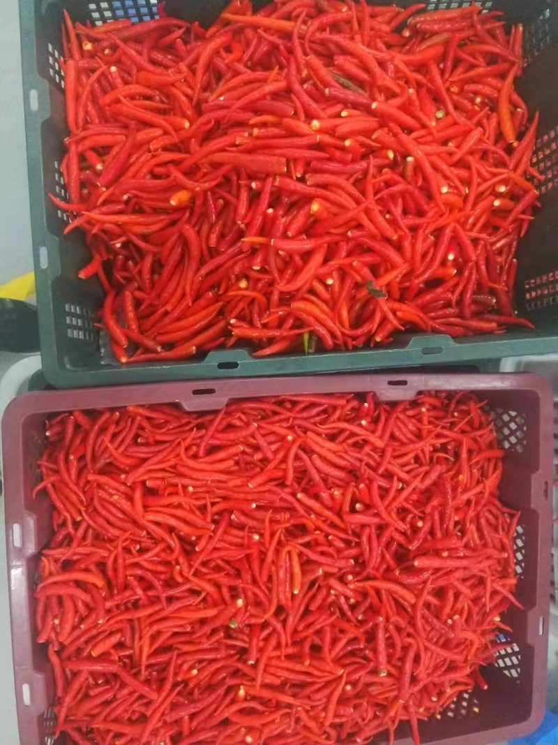 鲜辣椒