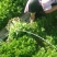 芹菜苗