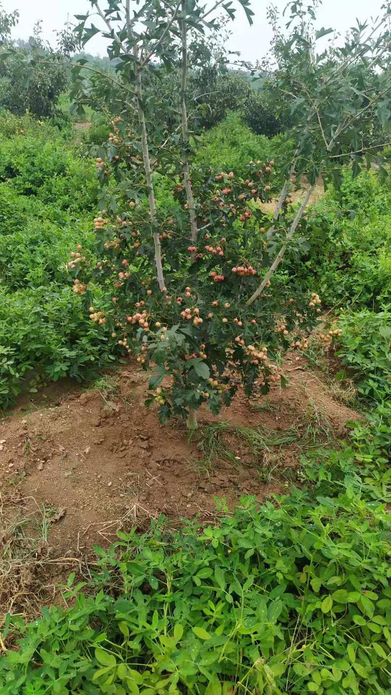 甜红子山楂树自家果园品种纯正签回收合同提供技术指导