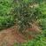 甜红子山楂树自家果园品种纯正签回收合同提供技术指导