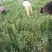 蕲艾艾苗，8分钱一棵，叶大绒长产量高，量大可优惠