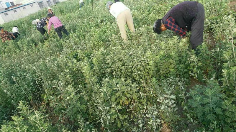 蕲艾艾苗，8分钱一棵，叶大绒长产量高，量大可优惠
