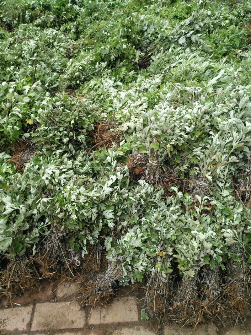 蕲艾艾苗，8分钱一棵，叶大绒长产量高，量大可优惠