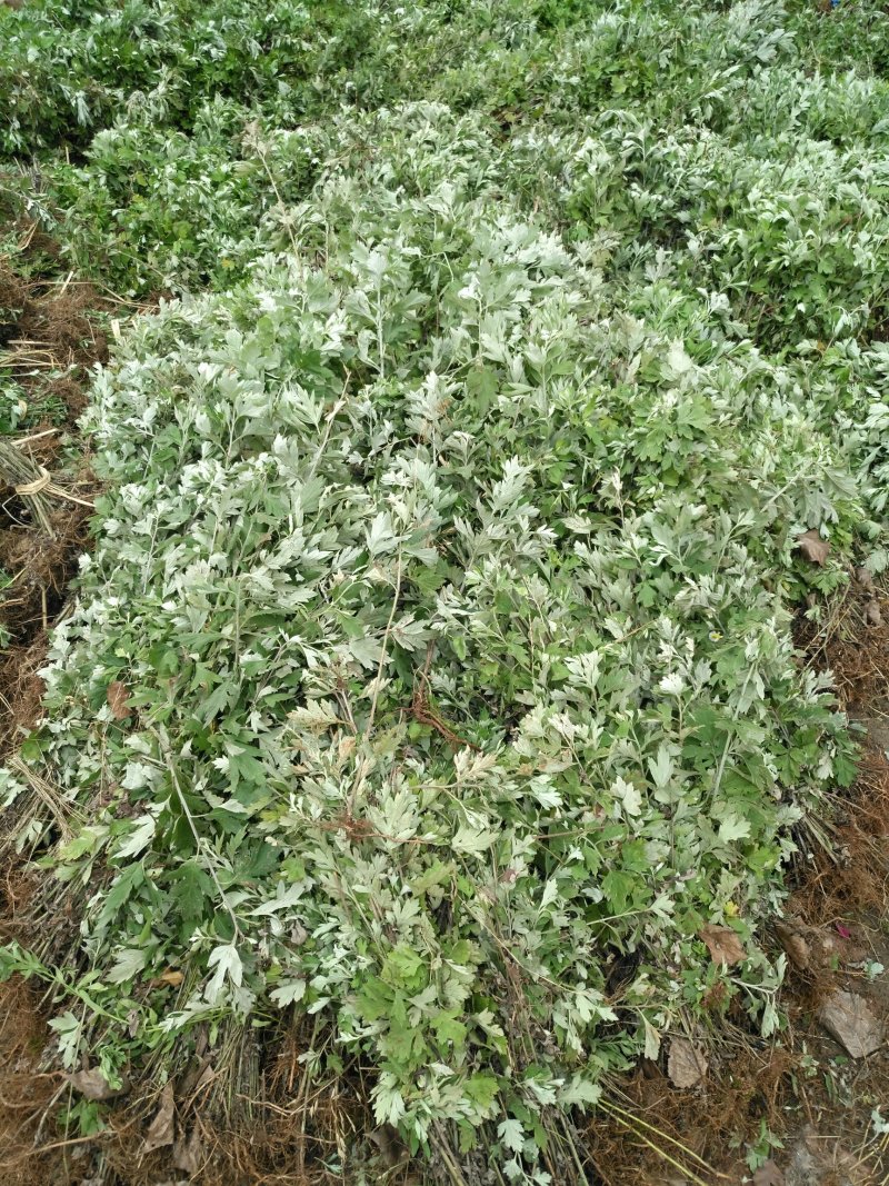 蕲艾艾苗，8分钱一棵，叶大绒长产量高，量大可优惠