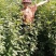 河北定州红瑞木红润木鲜切条鲜枝水培植物室内年宵花